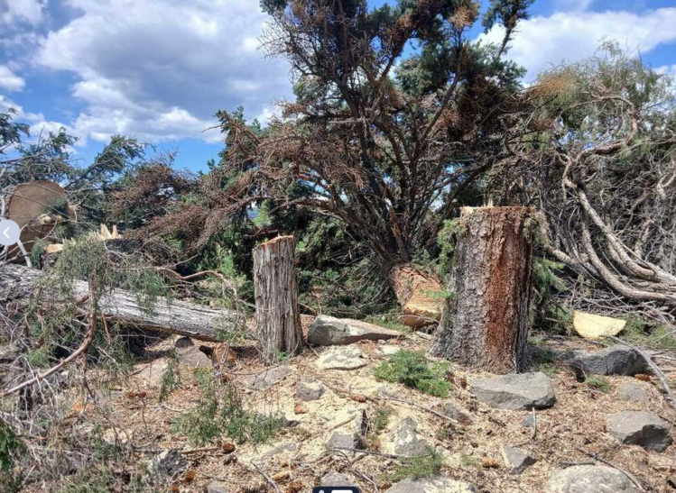 destroyed bird habitat